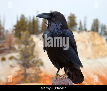 Corbeau percher sur poteau en bois, close-up Banque D'Images