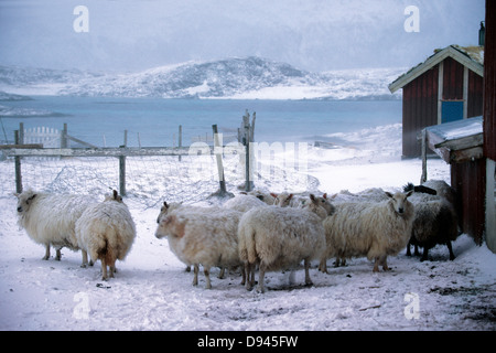Moutons dans l'hiver, la Norvège. Banque D'Images