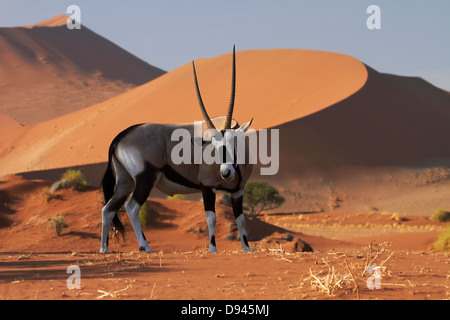 Gemsbok (Oryx), et des dunes de sable, Namib-Naukluft National Park, Namibie, Afrique Banque D'Images