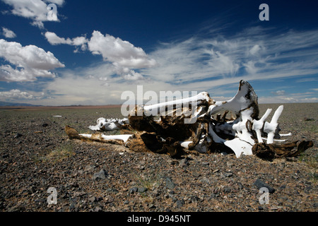Dead camel en paysage stérile, le nord-ouest de la Mongolie. Banque D'Images