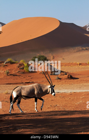 Gemsbok (Oryx), et des dunes de sable, Namib-Naukluft National Park, Namibie, Afrique Banque D'Images