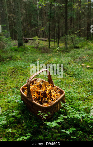 Panier plein de girolles en forêt Banque D'Images