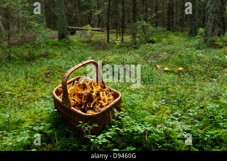 Panier plein de girolles en forêt Banque D'Images