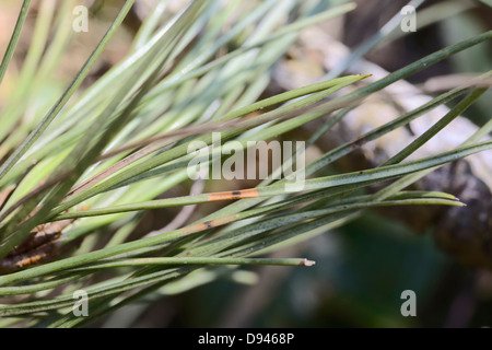 La bande rouge sur les aiguilles de pin, de diagnostic des signes de brûlure des aiguilles Dothistroma ou bande rouge brûlure des aiguilles, le Pays de Galles, Royaume-Uni. Banque D'Images