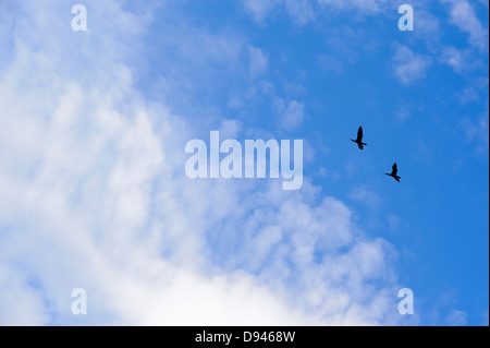 Flying Birds against sky Banque D'Images