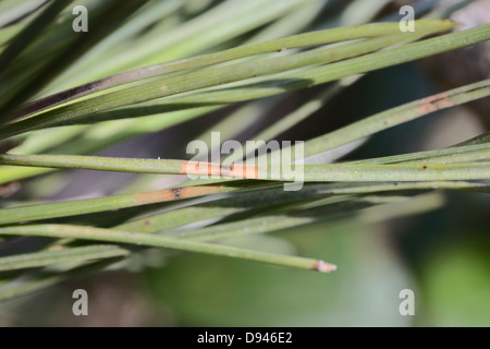 Bande rouge sur les aiguilles de pin, signes diagnostiques de Dothistroma Needle Blight ou Red Band Needle Blight, pays de Galles, Royaume-Uni Banque D'Images