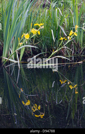 Iris jaunes, également connu sous le nom de drapeau jaune (Iris pseudacorus) reflète dans l'eau sombre Banque D'Images