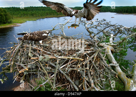 Osprey landing sur le nid avec une perche. Halden, Norvège. Banque D'Images