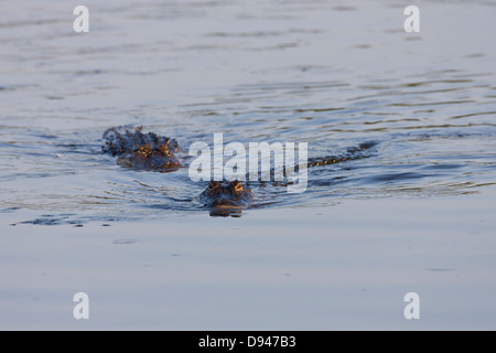 Alligator natation Banque D'Images