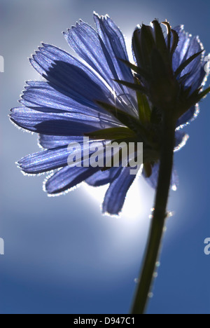 Chicorée, Hvaler, la Norvège. Banque D'Images