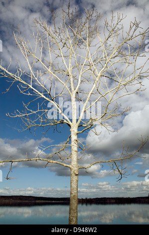 Un arbre, Nora, Vastmanland, Suède. Banque D'Images