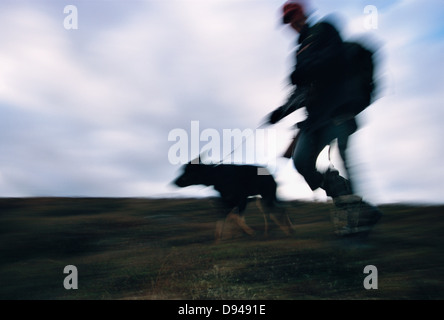 Un chien et un homme wapiti-chasse, Laponie, Suède. Banque D'Images