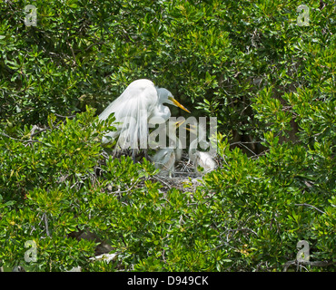 Grande Aigrette Ardea alba, des profils avec des poussins sur son nid à Hilton Head, Caroline du Sud Banque D'Images