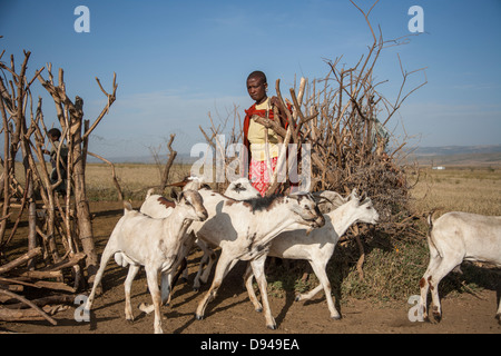 Famille masaï dans la vallée du Rift de l'Afrique des troupeaux de chèvres Banque D'Images