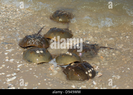 Atlantic limule, Limulus polyphemus. Les crabes viennent à terre pour s'accoupler sur la plage à Hilton Head, Caroline du Sud. Banque D'Images