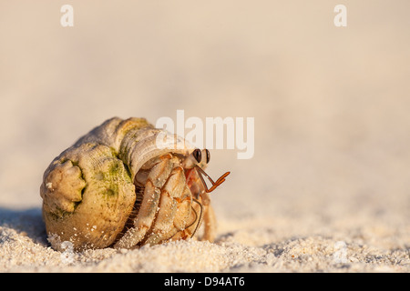 L'ermite se cachant dans le shell beach Banque D'Images