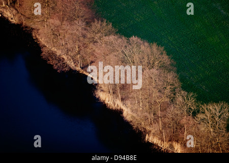 Arbres au bord d'un lac, Tranas, Skane, Sweden. Banque D'Images