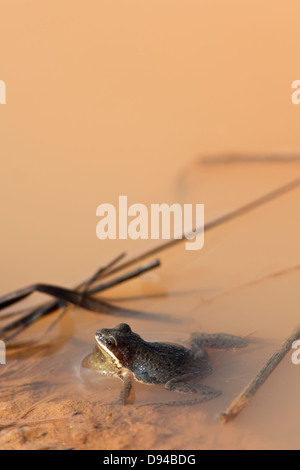 Grenouille mâle dans la boue Banque D'Images