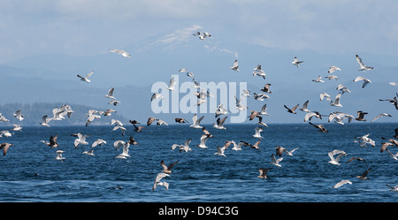 Vol de mouettes Banque D'Images