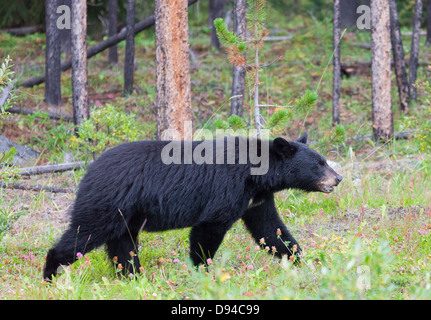 American black bear walking through forest Banque D'Images