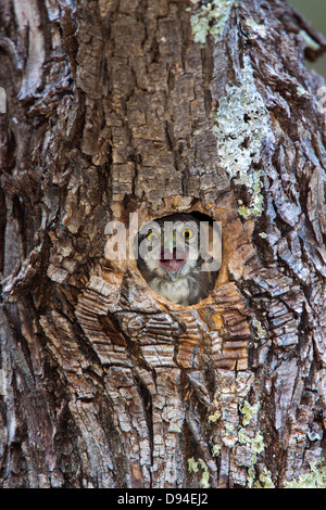 Chevêchette naine Glaucidium gnoma Huachuca Mountains, Comté de Cochise, Arizona, United States 4 immatures juin yawning in nest Banque D'Images