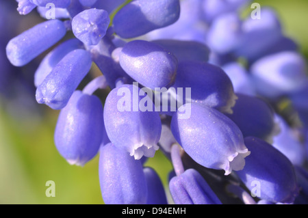 Les muscaris, Muscari botryoides, Kleine Traubenhyazinthe Banque D'Images