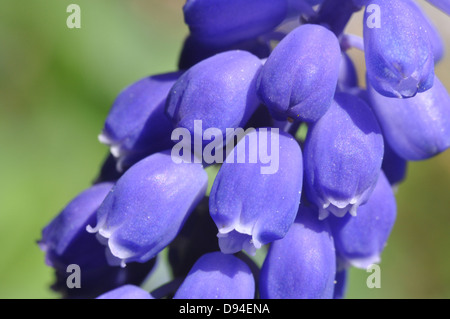 Les muscaris, Muscari botryoides, Kleine Traubenhyazinthe Banque D'Images