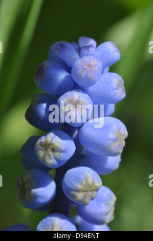 Les muscaris, Muscari botryoides, Kleine Traubenhyazinthe Banque D'Images