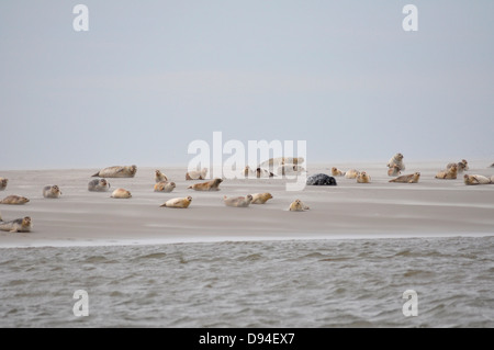 Les phoques communs sur banc de sable près de pellworm, Allemagne, Phoca vitulina Banque D'Images