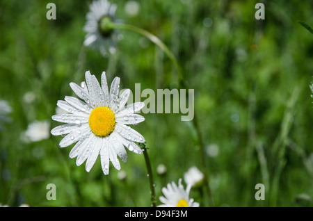 Daisy en soleil avec waterdrops Banque D'Images
