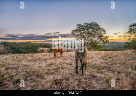 Chevaux chercher de la nourriture dans un endroit sec et ferme au coucher du soleil dans le sud de l'Australie Banque D'Images