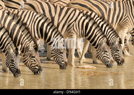 Le zèbre de Burchell Equus quagga burchellii boire à un trou d'eau photographié dans le parc national d'Etosha, Namibie Banque D'Images