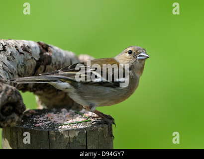 Chaffinch - Fringilla coelebs femelle sur poster Banque D'Images