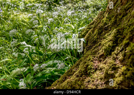 L'ail sauvage pousse par un arbre. Banque D'Images