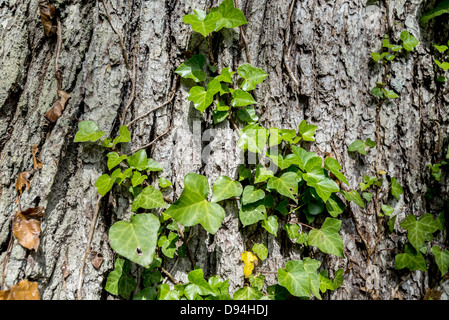 Ivy accroché à l'écorce des arbres. Banque D'Images