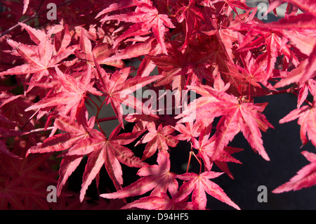 L'érable du Japon ou Acer palmatum 'Shindeshojo' Banque D'Images