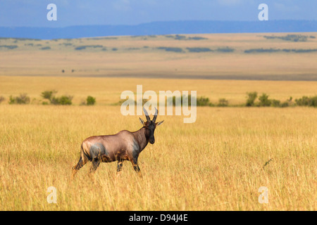 Korrigum (Damaliscus lunatus korrigum), Maasai Mara National Reserve, Kenya, Africa Banque D'Images