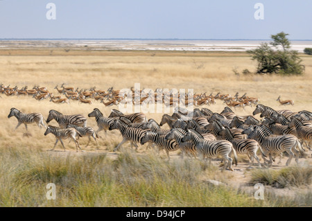 Le zèbre de Burchell, Equus quagga burchellii, Antidorcas marsupialis Springbok et, photographié dans le parc national d'Etosha, Namibie Banque D'Images