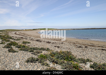 Kale croissant sur la mer Cemlyn Pebble beach Bay Anglesey Pays de Galles Cymru UK GO Banque D'Images