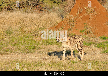 Le guépard Acinonyx jubatus Photographié en Namibie Banque D'Images