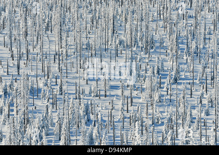 La Forêt de conifères couverts de neige en hiver, le Mont Lusen, Grafenau, Parc National de la forêt bavaroise, Bavière, Allemagne Banque D'Images