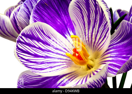 Bleu et blanc à rayures fleurs crocus isolé sur blanc. Banque D'Images