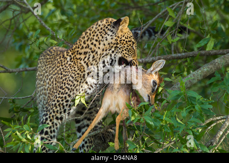 Leopard (Panthera pardus) avec dik-dik (Madoqua) proies dans Arbre, Maasai Mara National Reserve, Kenya Banque D'Images