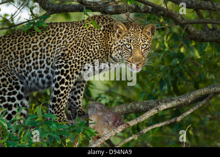 Leopard (Panthera pardus) avec dik-dik (Madoqua) proies dans Arbre, Maasai Mara National Reserve, Kenya Banque D'Images