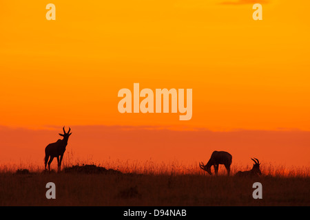 Topi (Damaliscus korrigum) Silhouetted against Sky au lever du soleil, Maasai Mara National Reserve, Kenya Banque D'Images