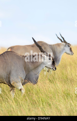 Elands commun (Taurotragus oryx) à Savannah, Maasai Mara National Reserve, Kenya Banque D'Images