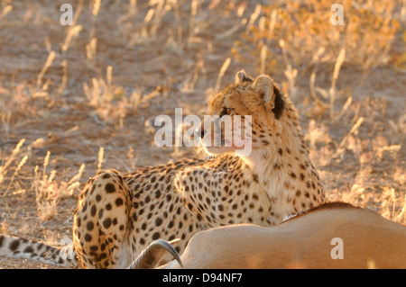 Cheetah Acinonyx jubatus manger tué récemment Springbok photographié dans le parc transfrontalier Kgalagadi National Park, Afrique du Sud Banque D'Images