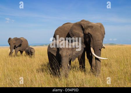 Bush africain Elephant (Loxodonta africana) Les mères avec leurs petits, Maasai Mara National Reserve, Kenya, Africa Banque D'Images