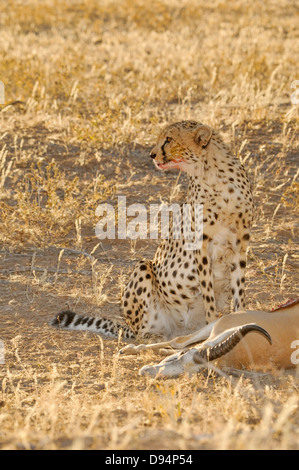 Cheetah Acinonyx jubatus manger tué récemment Springbok photographié dans le parc transfrontalier Kgalagadi National Park, Afrique du Sud Banque D'Images