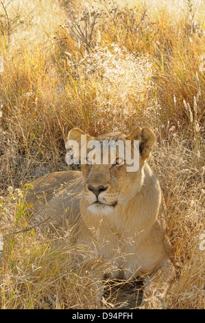 Lion Panthera leo femme photographié dans le parc national d'Etosha, Namibie Banque D'Images